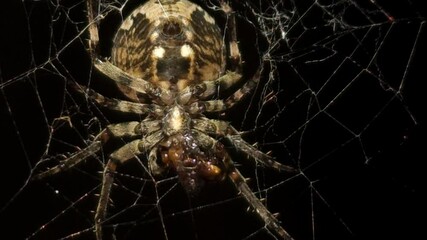 4K UHD macro video, a spider spins its intricate web against a black night background, capturing the eerie beauty of nature as the arachnid weaves with precision—an animal both scarey and fascinating.
