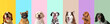 © Pixel-Shot - Collage of cute dogs on color background