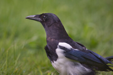 Poster - a close up three quarter length profile portrait of a magpie, Pica pica, as it stares to the left with a natural out of focus background and space for text