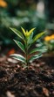 © 王二小 - Young plant growing in rich soil with vibrant green leaves