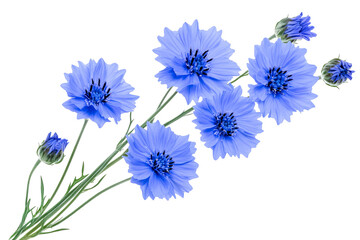 Wall Mural - vibrant blue cornflower blossom cluster isolated on transparent background — high-resolution png bot
