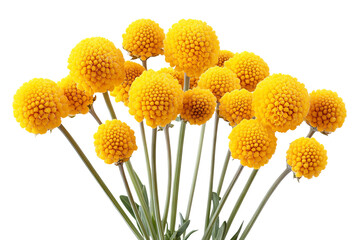 Wall Mural - high-resolution craspedia billy button flower cluster isolated png on transparent background, ideal 
