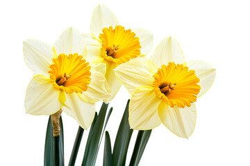 Wall Mural - high-resolution daffodil flower cluster isolated on transparent background — detailed png botanical 