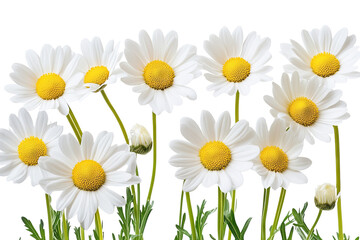 Wall Mural - high-resolution daisy flower cluster isolated on transparent background — seamless png cutout ideal 
