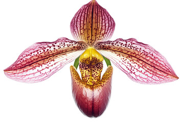 Wall Mural - darwin’s slipper flower cluster isolated on transparent background — high-resolution png botanical c