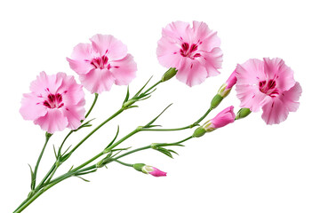 Wall Mural - high-resolution dianthus flower bouquet isolated on transparent background — seamless png cut-out id