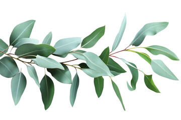 Wall Mural - high-resolution isolated eucalyptus branch with natural silvery green leaves on transparent backgrou