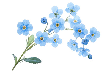 Wall Mural - high-resolution forget-me-not flower cluster on transparent background, isolated png botanical cutou