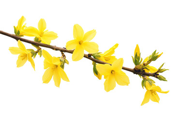 Wall Mural - high-resolution forsythia flower cluster png on transparent background botanical cutout for spring f