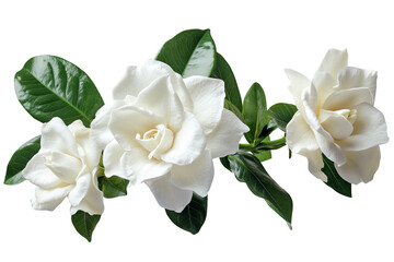 Wall Mural - delicate white gardenia blossom cluster — high-resolution isolated png with transparent background i