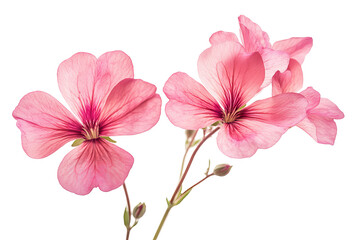 Wall Mural - high-resolution geranium flower cluster isolated on transparent background — seamless botanical cut-