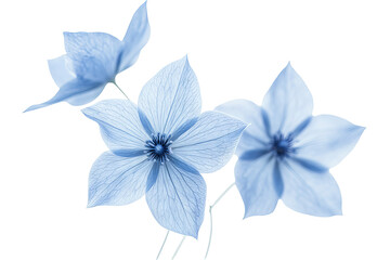 Wall Mural - glory-of-the-snow blossom cluster isolated on transparent png background, high-resolution botanical 