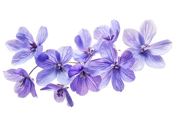 Wall Mural - glory-of-the-snow blossom cluster isolated on transparent png background, high-resolution botanical 