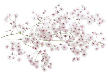 Wall Mural - high-resolution gypsophila (baby’s breath) blossom cluster on transparent background — isolated png 