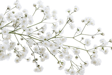 Wall Mural - high-resolution gypsophila (baby’s breath) blossom cluster on transparent background — isolated png 