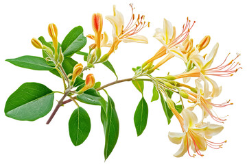 Wall Mural - high-resolution honeysuckle blossom vine cluster isolated on transparent png background, seamless cu