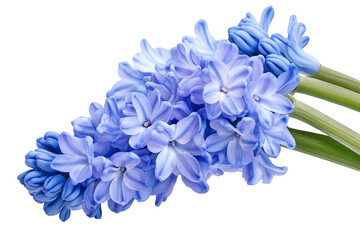Wall Mural - high-resolution hyacinth blossom cluster isolated on transparent background png cut-out — vibrant sp