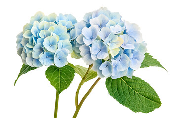 Wall Mural - high-resolution hydrangea bloom cluster isolated on transparent background — seamless png cut-out bo