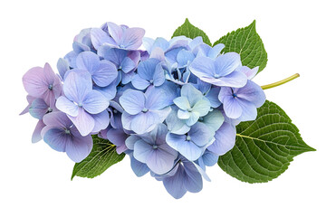 Wall Mural - high-resolution hydrangea bloom cluster isolated on transparent background — seamless png cut-out bo