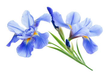 Wall Mural - high-resolution purple iris blossom cluster isolated on transparent png background — seamless botani