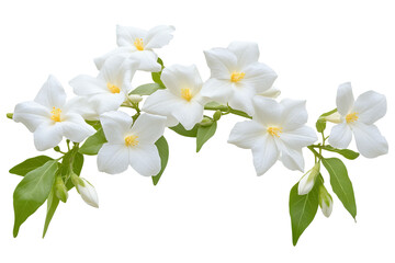 Wall Mural - high-resolution jasmine flower cluster isolated on transparent png background cutout — delicate whit