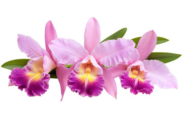 Wall Mural - high-resolution laelia orchid blossom cluster isolated png cutout with transparent background for bo