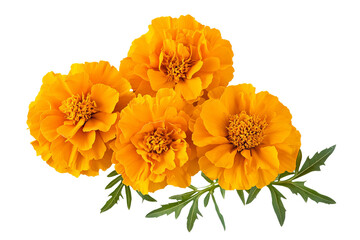 Wall Mural - high-resolution marigold flower bouquet on transparent background – png cutout ideal for wedding sta