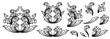 © artvector-23 - Set of baroque ornaments. Vintage Arabesque engraving, victorian ornamental, damask, filigree, flourish, swirlCollection of vintage floral decorations. Acanthus decoration elements vector illustration
