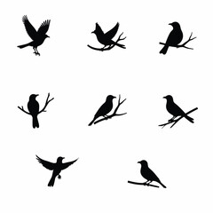 Poster - Silhouette Collection of Birds Perched and Flying on Branches Isolated on White Background