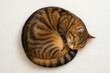 © H Ray - Top-down view of a cute cat curled up  round body shape emphasized, photo, isolated over a white background floor.