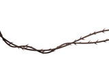 Thorn vines background. Wild prickly vines banner isolated. 3D rendering
