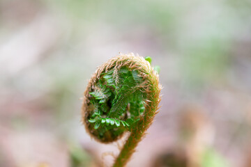 Wall Mural - close-up green leaves of Unfurl the Fern in the forest. The nascent small leaf of the fern, curled into a spiral