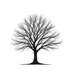 Bare Tree Silhouette Isolated on Transparent Background - Black Winter Oak