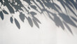 © Seraphina - abstract shadow of leaves and tree branch overlay on a white wall background summer seasonal concept