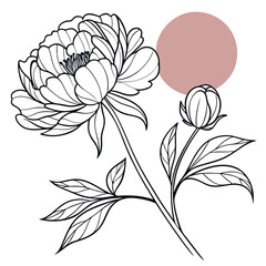 Poster - Minimalist single peony flower bloom line art illustration isolated on white background
