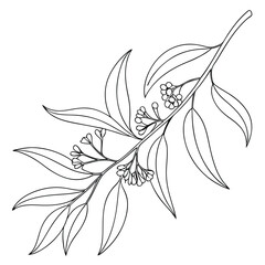Poster - Continuous line drawing of eucalyptus branch isolated on white background