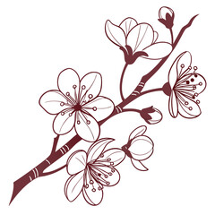 Poster - Delicate single line cherry blossom branch illustration isolated on white background