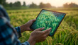 © IA Tuga - Farmer Using Digital Tablet with Augmented Reality Interface Over Rice Field at Sunset