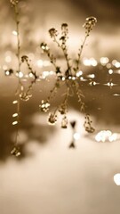 Wall Mural - Delicate wildflower stalks with tiny blossoms and leaves reflected in calm water with blurred bokeh lights creating a serene, peaceful nature scene.