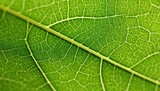 Close-up view of a vibrant green leaf showcasing intricate vein patterns and textures