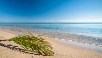 palm tree branch lying on sandy beach near calm water under clear blue sky in daylight