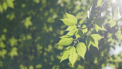 Poster - Bright sunlight filtering through lush green leaves, casting delicate shadows and highlighting intricate foliage patterns on a tree branch in soft natural illumination