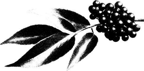 Aufkleber - High contrast black and white elderberry study for botanical art design