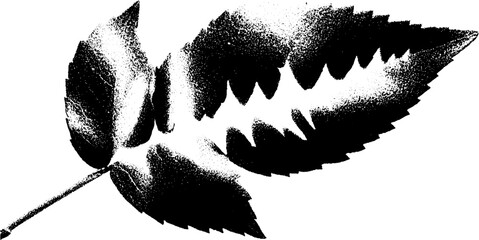 Poster - High contrast black and white leaf skeleton design for nature art projects