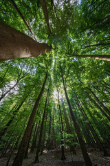 Wall Mural - sunlight filtering beautifully through the lush canopy of the forest creates a magical ambiance