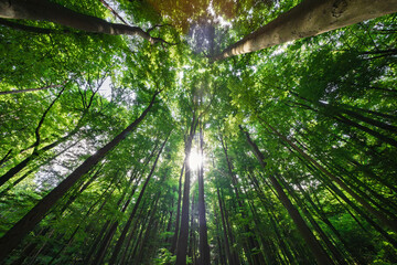 Wall Mural - sunlight filtering beautifully through the lush canopy of the forest creates a magical ambiance