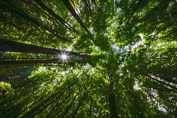 Wall Mural - sunlight filtering beautifully through the lush canopy of the forest creates a magical ambiance