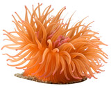 A vibrant orange sea anemone with long, flowing tentacles. The anemone is displayed against a transparent background, showcasing its intricate details and textures.