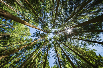 Wall Mural - tall trees majestically reaching upwards for the bright sky in a vibrant, lush forest