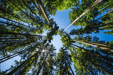 Wall Mural - tall trees majestically reaching upwards for the bright sky in a vibrant, lush forest
